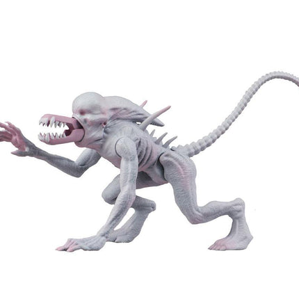 Neomorph Alien Action Figures 14 cm Alien  Classics NECA 51693 (3948447039585)
